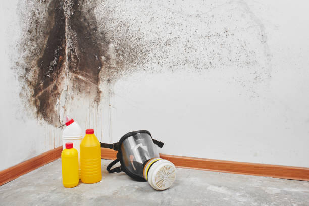 Best Black Mold Removal  in St Francis, MN