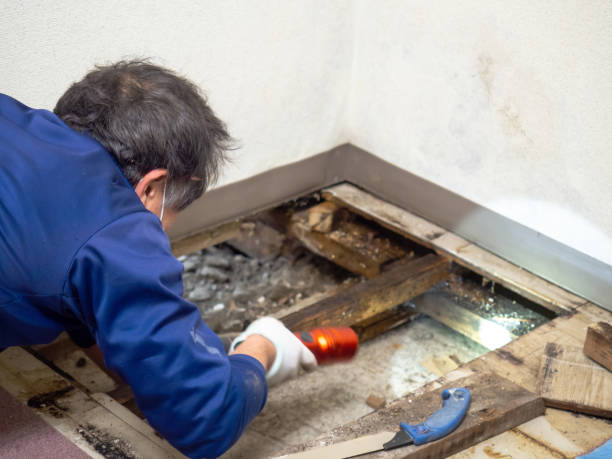 Best Mold Remediation  in St Francis, MN