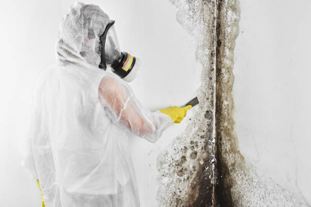 Best Mold Testing and Removal  in St Francis, MN