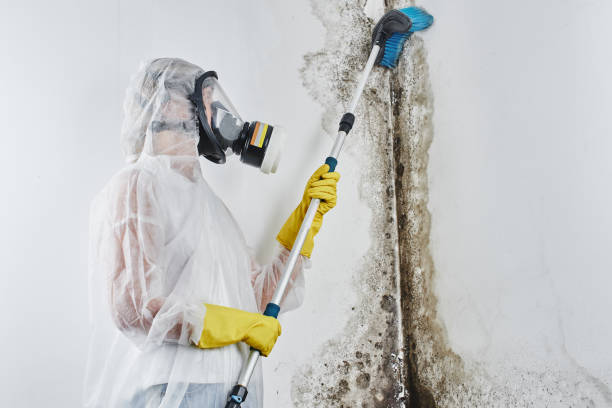 Attic Mold Removal in St Francis, MN