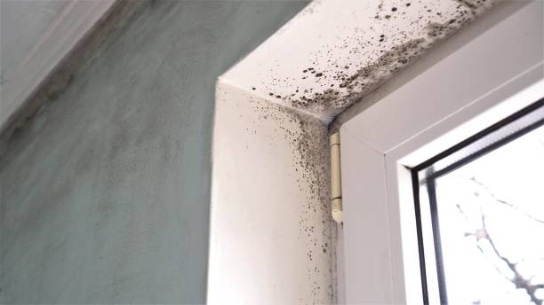 Best Mold Cleaning Services  in St Francis, MN