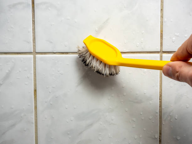 Trusted St Francis, MN Mold Removal Experts