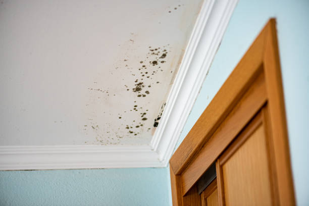 Best Fast Mold Removal  in St Francis, MN