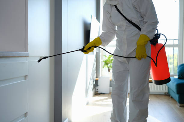 Best Office Mold Removal Services  in St Francis, MN