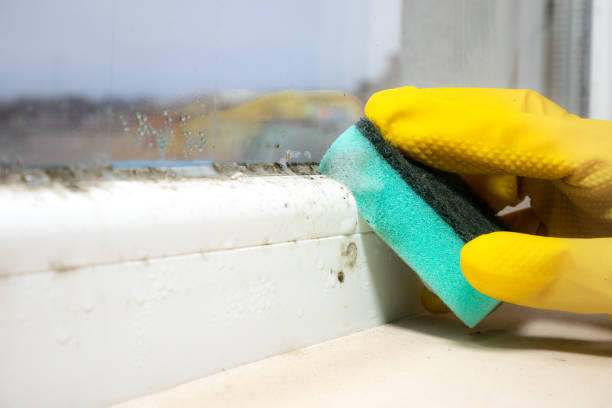 Best Crawl Space Mold Removal  in St Francis, MN