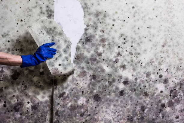 Mold Testing and Removal in St Francis, MN